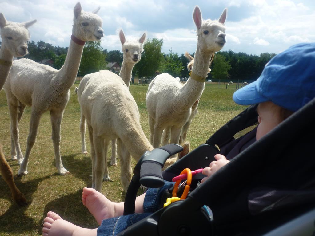 De Alpacaboerderij Lägenhet Bocholt Exteriör bild