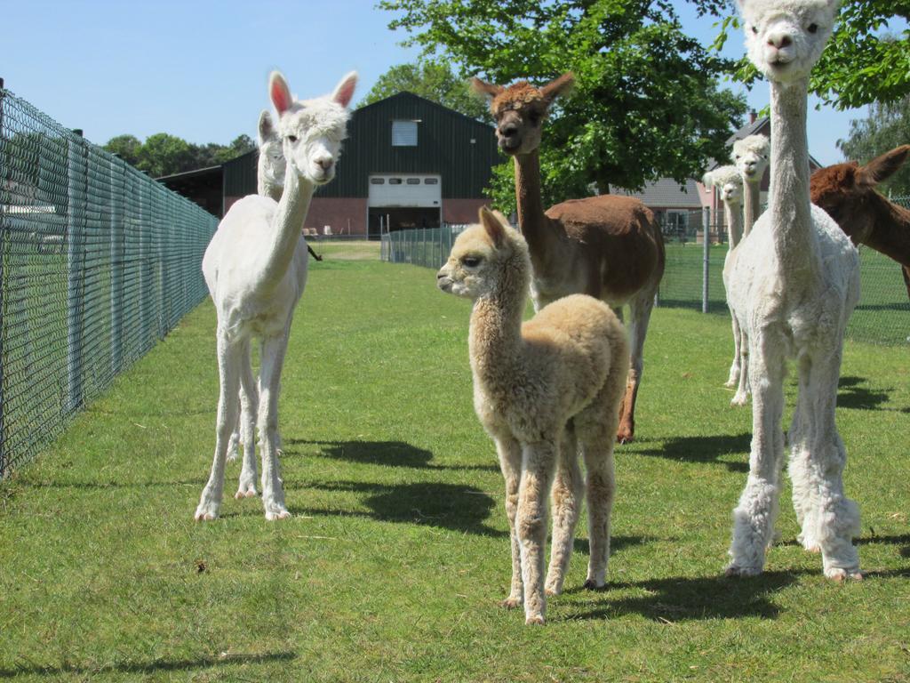De Alpacaboerderij Lägenhet Bocholt Exteriör bild