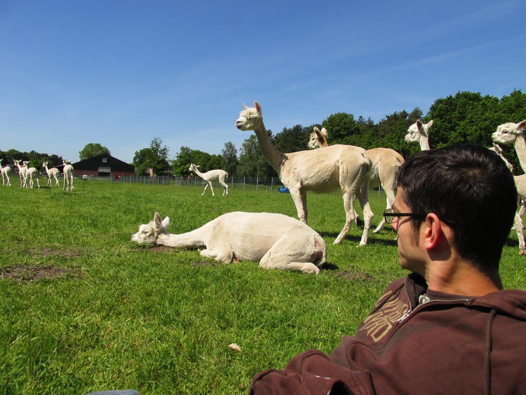 De Alpacaboerderij Lägenhet Bocholt Exteriör bild